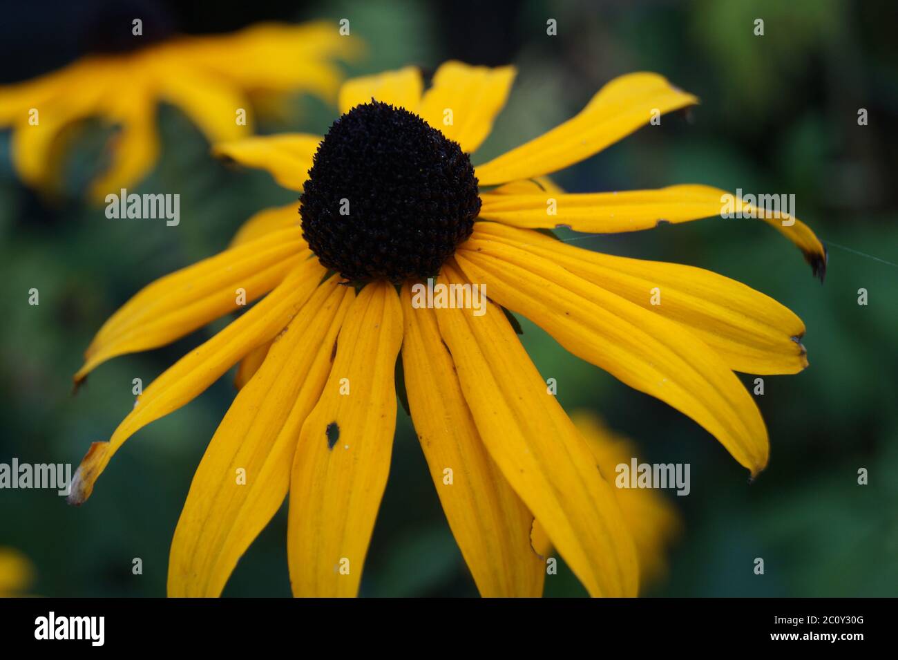 Nahaufnahme einer gelben Blume, dunkler Hintergrund magisches Grün Stockfoto