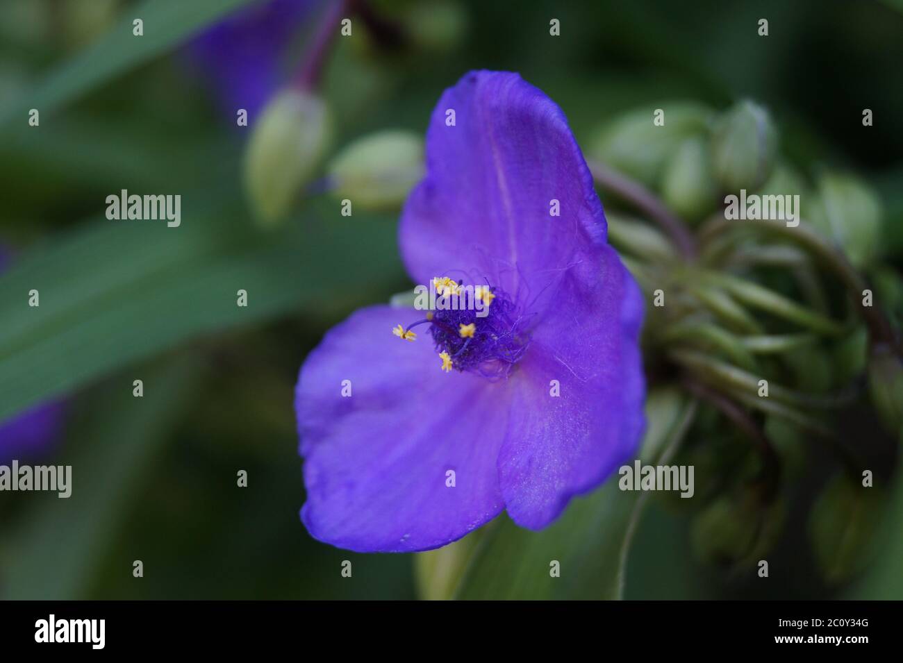 Nahaufnahme von lila blauen Blume, dunklen Hintergrund magisches Grün Stockfoto