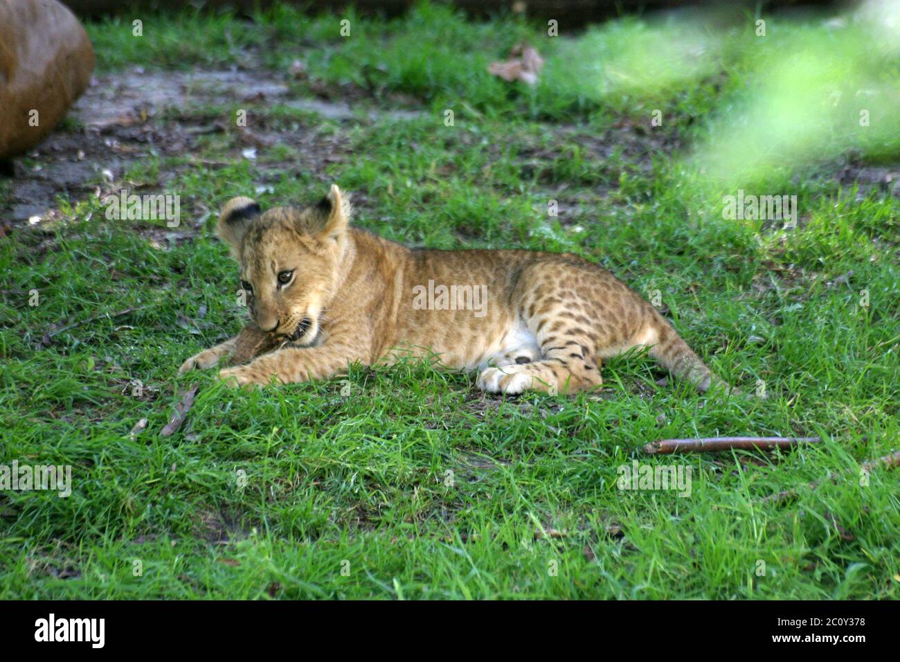 Löwenbaby Stockfoto
