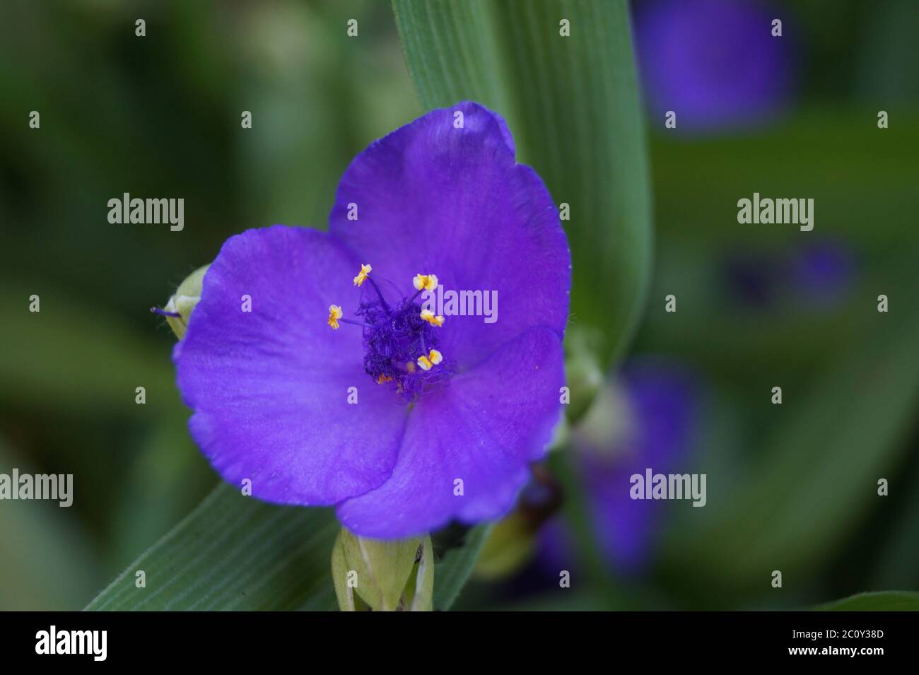 Eine Nahaufnahme von lila blauen Blume, dunklen Hintergrund magisches Grün Stockfoto