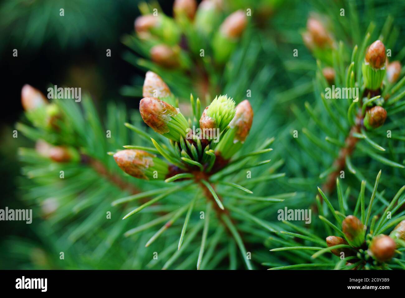 Nahaufnahme einer Pflanze, dunkler Hintergrund magische grüne Kiefer Stockfoto