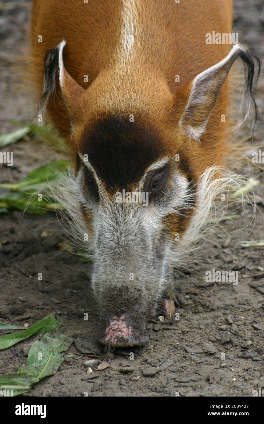 Pinselohrschwein -Fotos und -Bildmaterial in hoher Auflösung – Alamy