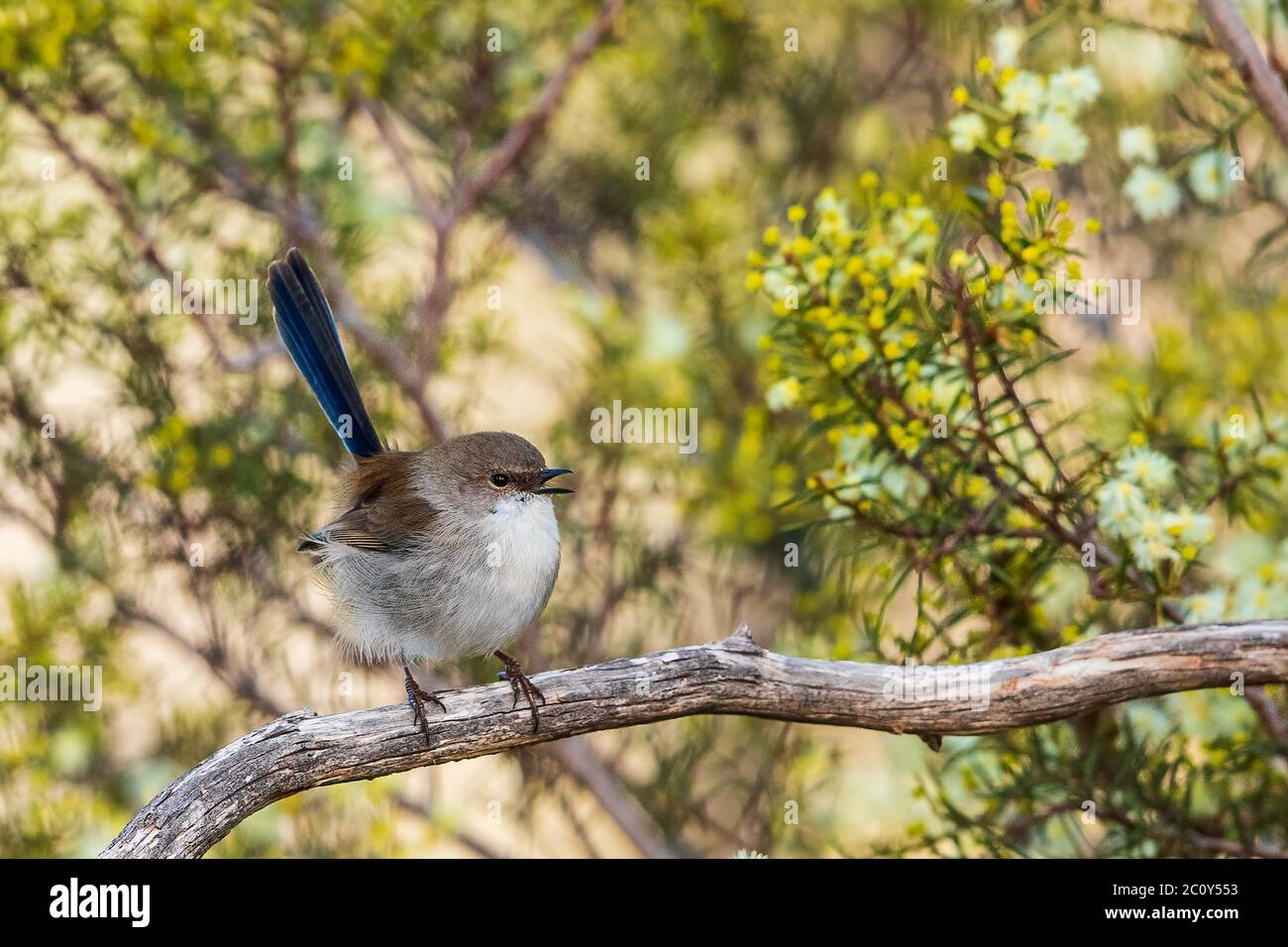 Das juveline Männchen Superb Fairywren (Malurus cyaneus) hat ein graues Grundgefieder mit blauem Schwanz. Der Bauch ist grau-weiß und der Schnabel schwarz. Stockfoto