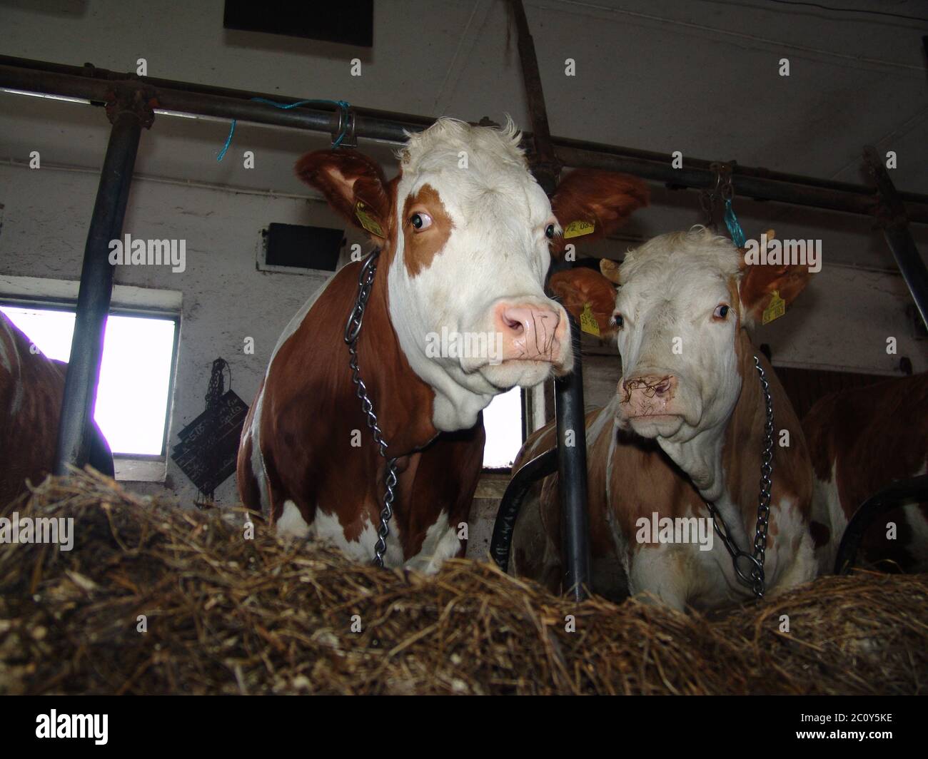 Milchkühe Stockfoto