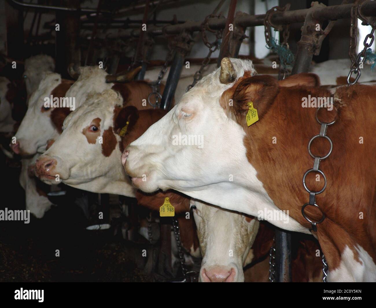 Milchkühe Stockfoto