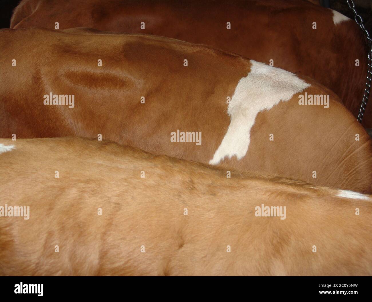 Rinder Stockfoto