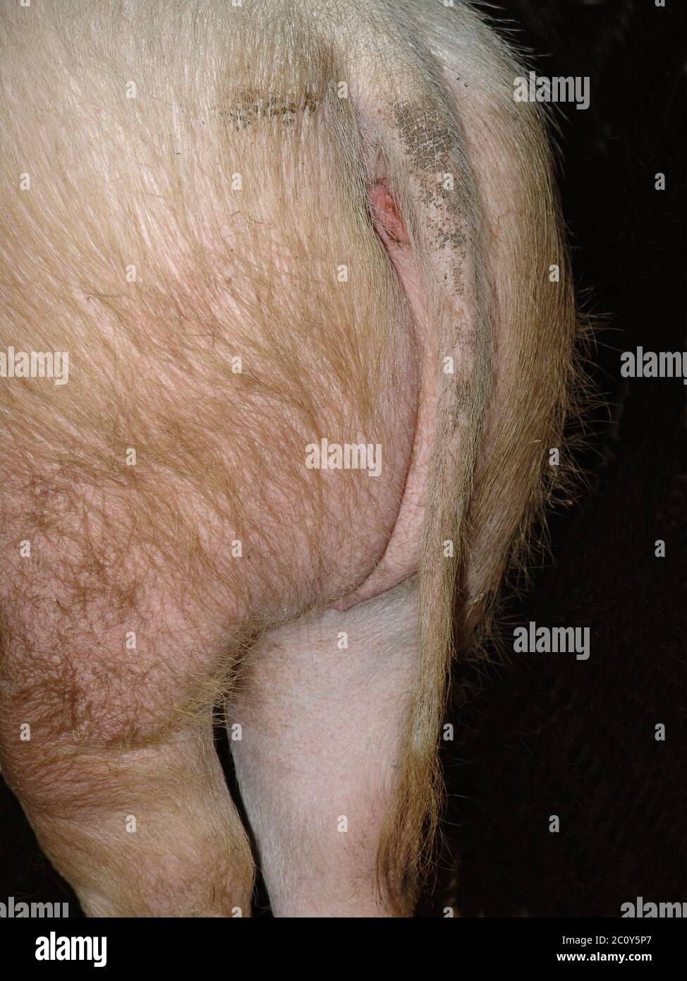 Hausschwein Stockfoto