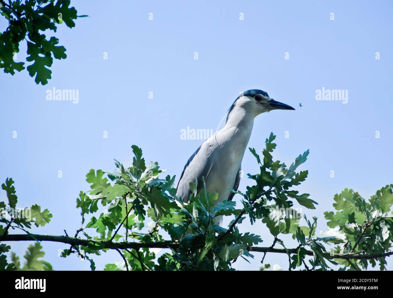 Reiher sitzt auf Zweig unter grünen Blättern fangen einen Käfer. Blauer Himmel Hintergrund Stockfoto