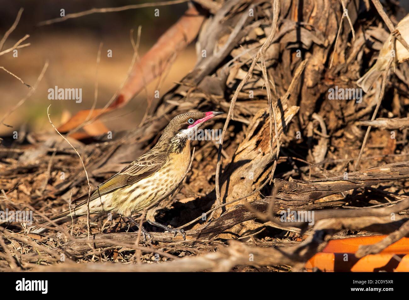 Der Stachelwabenvogel (Acanthagenys rufogularis) ist ein großer, zimtfarbener Honigfresser mit dunkelrosa Schnabel. Stockfoto