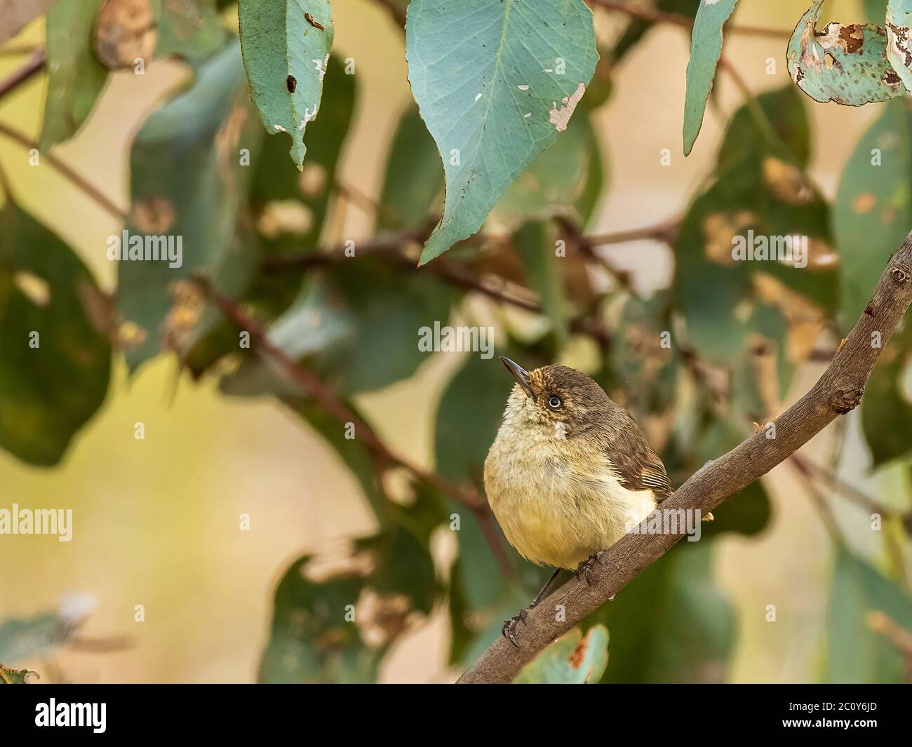 Der Buff-rumped thornbill (Acanthiza reguloides) ist ein kleiner Vogel mit dünnen spitzen Schnabel. Stockfoto Der Buff-rumped thornbill (Acanthiza reguloides) ist ein kleiner Vogel mit dünnen spitzen Schnabel. Stockfoto