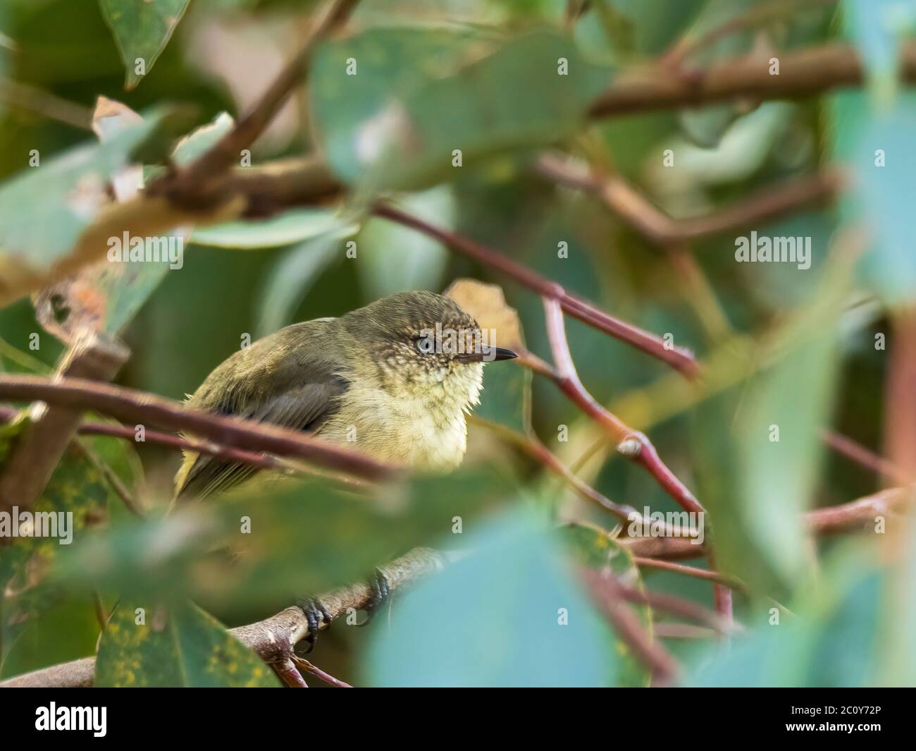 Der Buff-rumped thornbill (Acanthiza reguloides) ist ein kleiner Vogel mit dünnen spitzen Schnabel. Stockfoto Der Buff-rumped thornbill (Acanthiza reguloides) ist ein kleiner Vogel mit dünnen spitzen Schnabel. Stockfoto