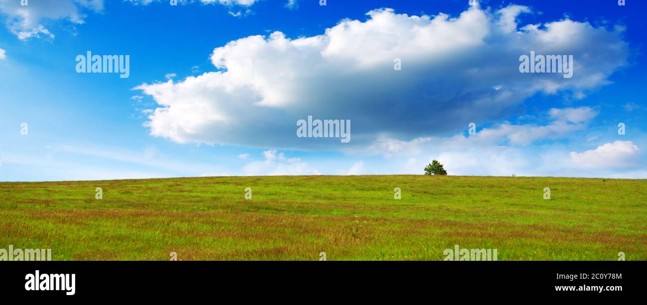 Feld, Baum und blauer Himmel. Stockfoto