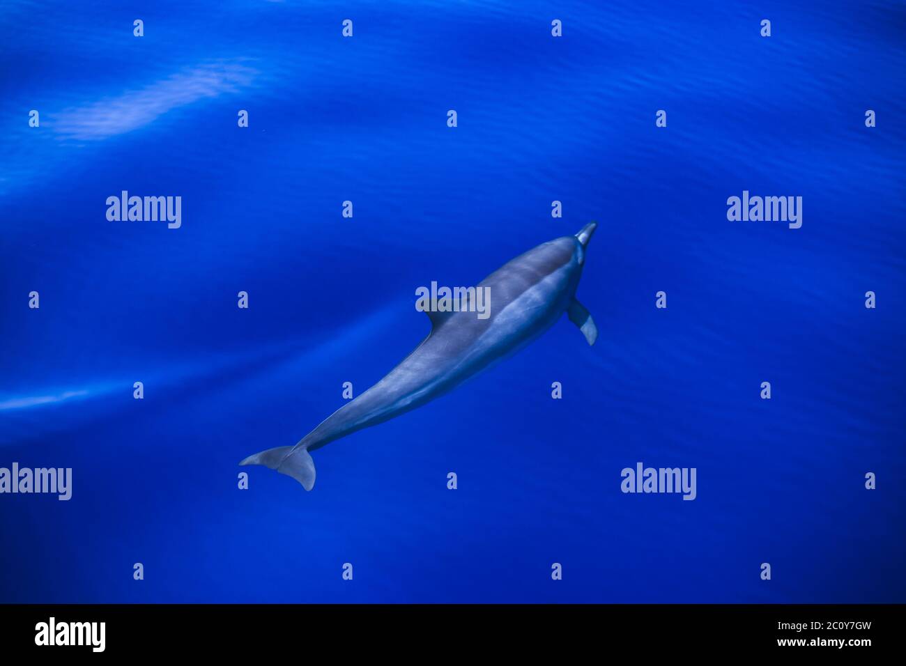 Delfin schwimmt im strahlend blauen, klaren Wasser des tropischen Meeres. Schönes Wetter auf einer Seereise Stockfoto