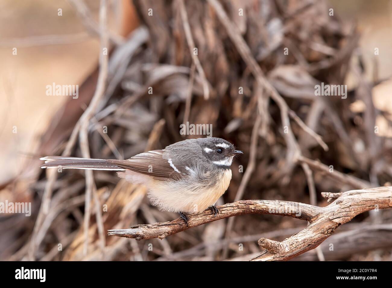 Grauer Fantail (Rhipidura albiscapa). Beide Geschlechter sind im Aussehen ähnlich: Gefieder ist oben grau, weiße Augenbraue, Kehle und Schwanzränder. Stockfoto