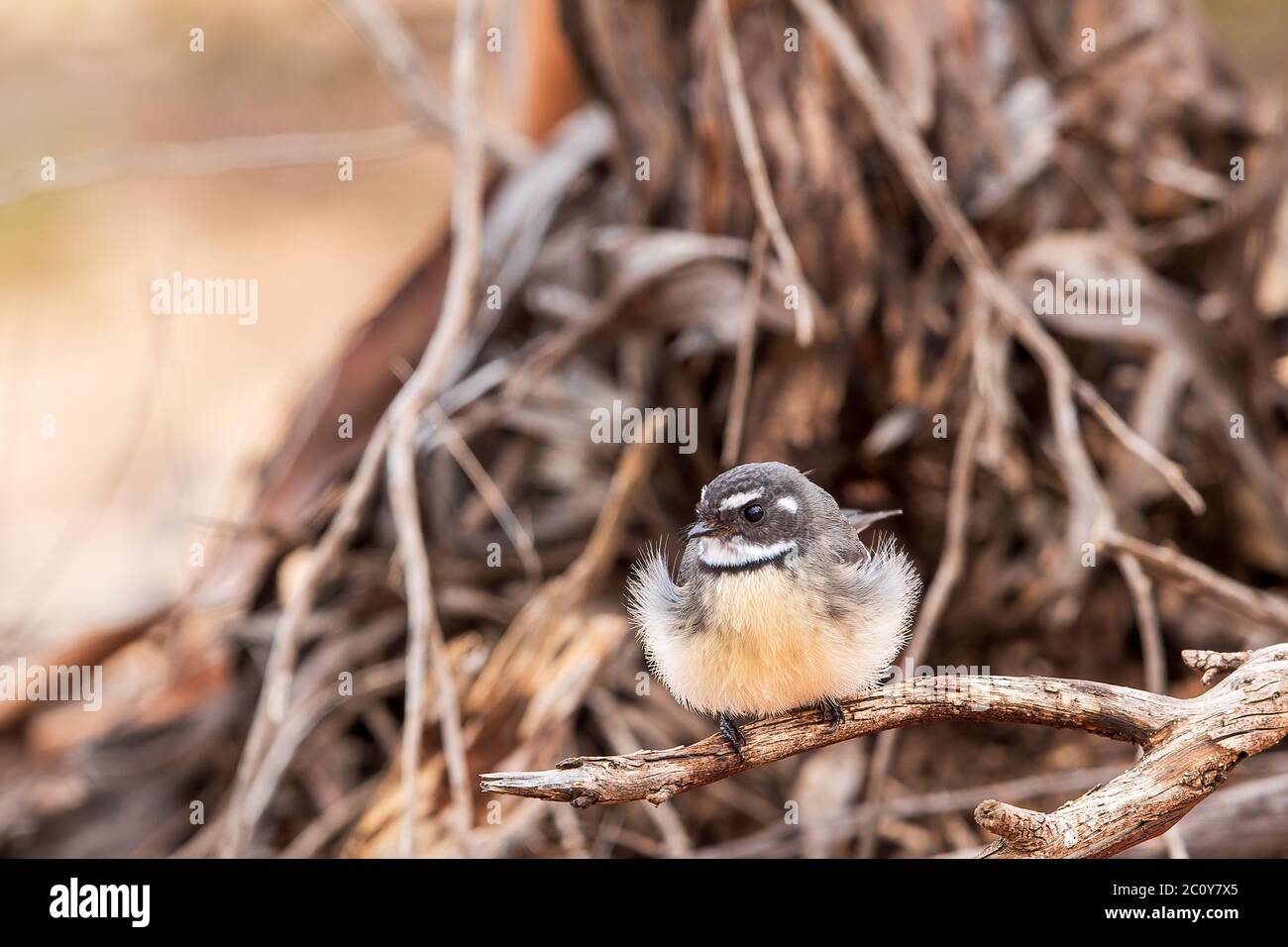 Grauer Fantail (Rhipidura albiscapa). Beide Geschlechter sind im Aussehen ähnlich: Gefieder ist oben grau, weiße Augenbraue, Kehle und Schwanzränder. Stockfoto