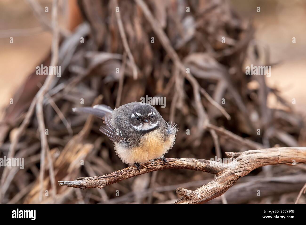 Grauer Fantail (Rhipidura albiscapa). Beide Geschlechter sind im Aussehen ähnlich: Gefieder ist oben grau, weiße Augenbraue, Kehle und Schwanzränder. Stockfoto