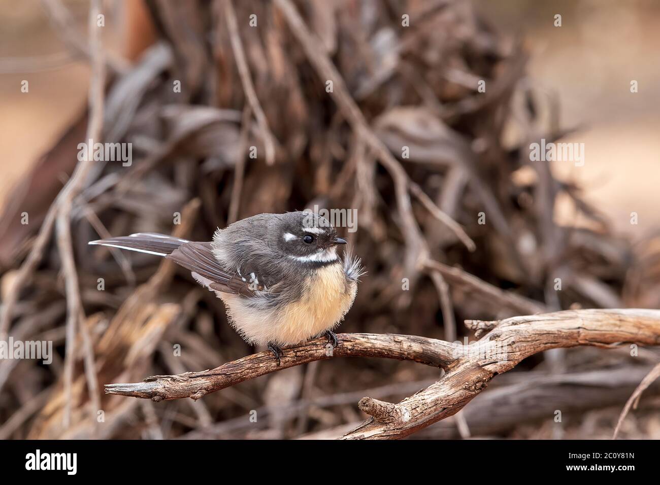 Grauer Fantail (Rhipidura albiscapa). Beide Geschlechter sind im Aussehen ähnlich: Gefieder ist oben grau, weiße Augenbraue, Kehle und Schwanzränder. Stockfoto