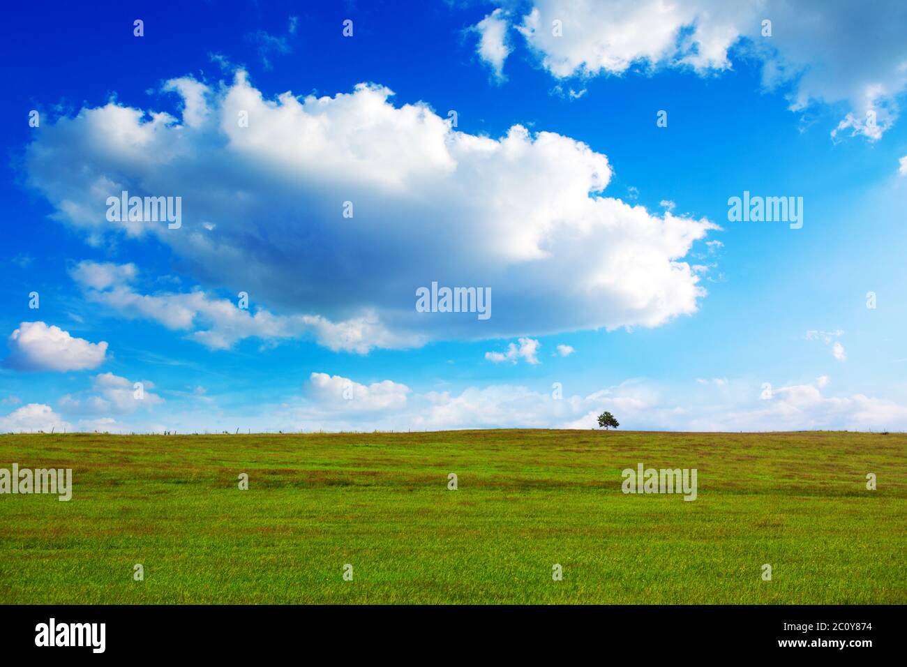 Feld, Baum und blauer Himmel. Stockfoto