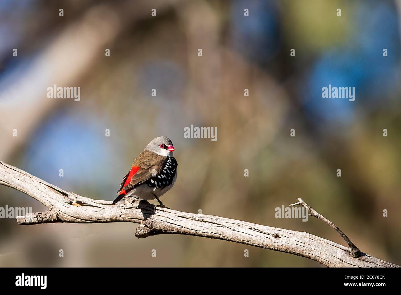 Der Diamond Firealland (Stagonopleura guttata) ist ein kleiner Vogel mit einem feurig roten Rumpf und Schwanzfedern. Stockfoto