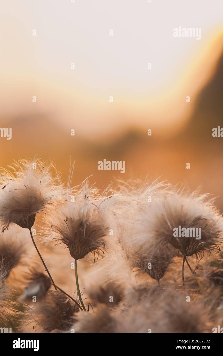 Wunderschönen Sonnenaufgang Licht durch Dornen oder Bur Blumen mit Exemplar. Vertikales Bild Stockfoto