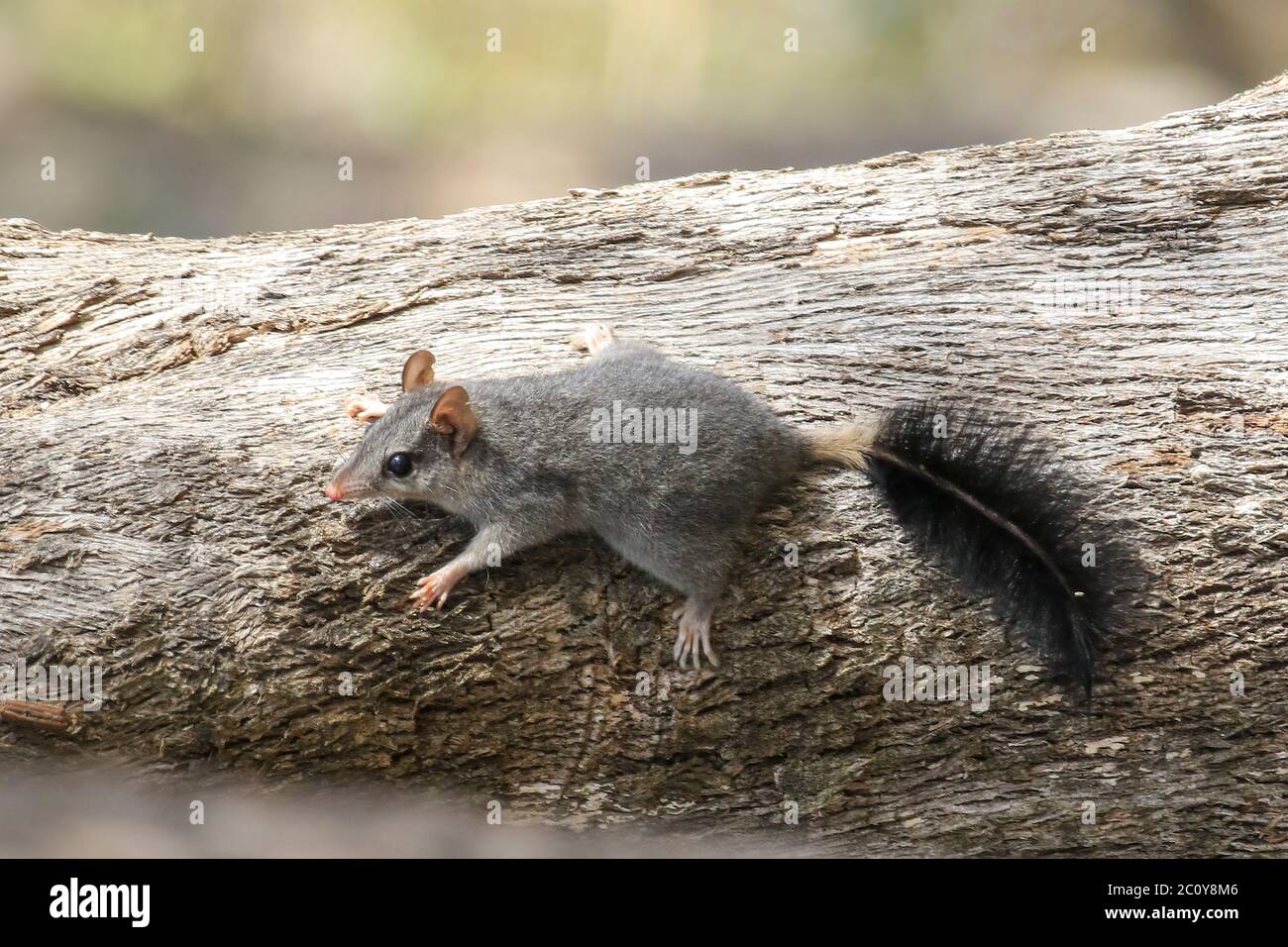 Die Phascogale (Phascogale tapoatafa) ist ein kleines fleischfressendes Beuteltier mit einem schwarzen buschigen Schwanz. Stockfoto
