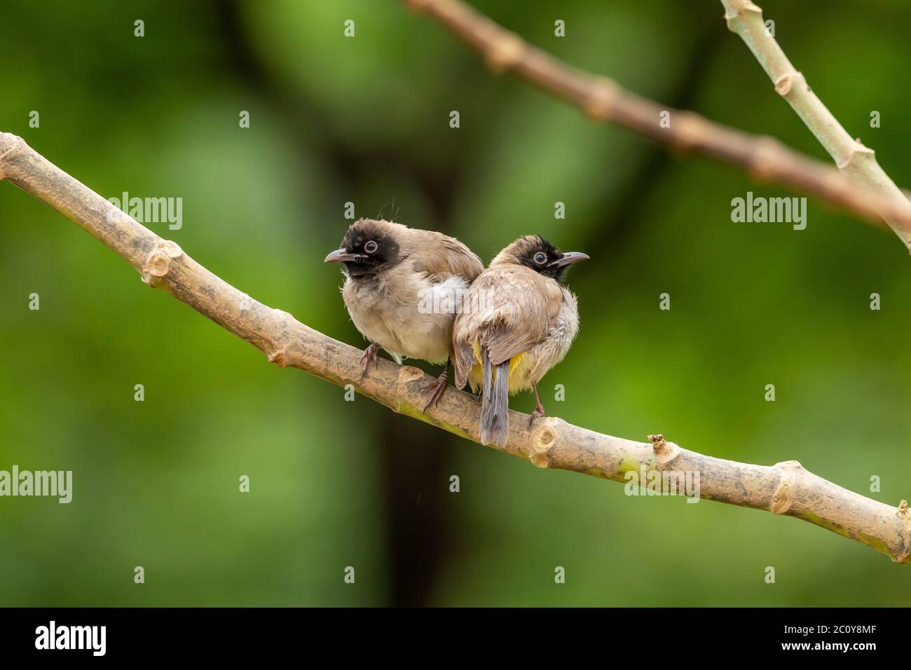 Weißer Brillenbülbül Stockfoto