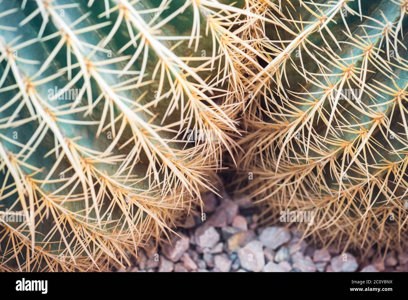 Cose, von zwei Cactuces mit langen Dornen. Stockfoto