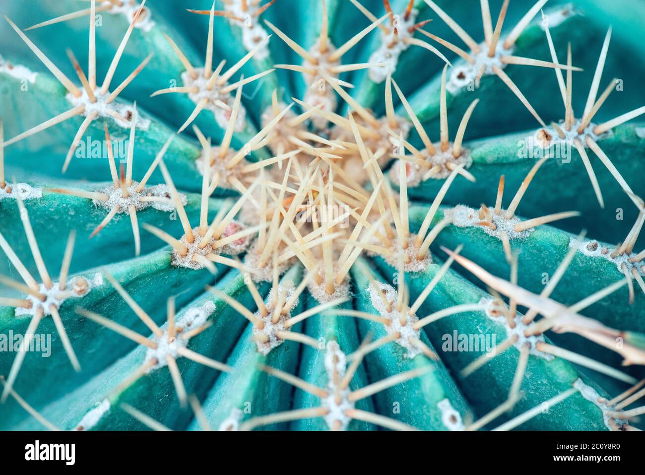Cose auf der ganzen Welt geformt Kaktus mit langen Dornen. Stockfoto