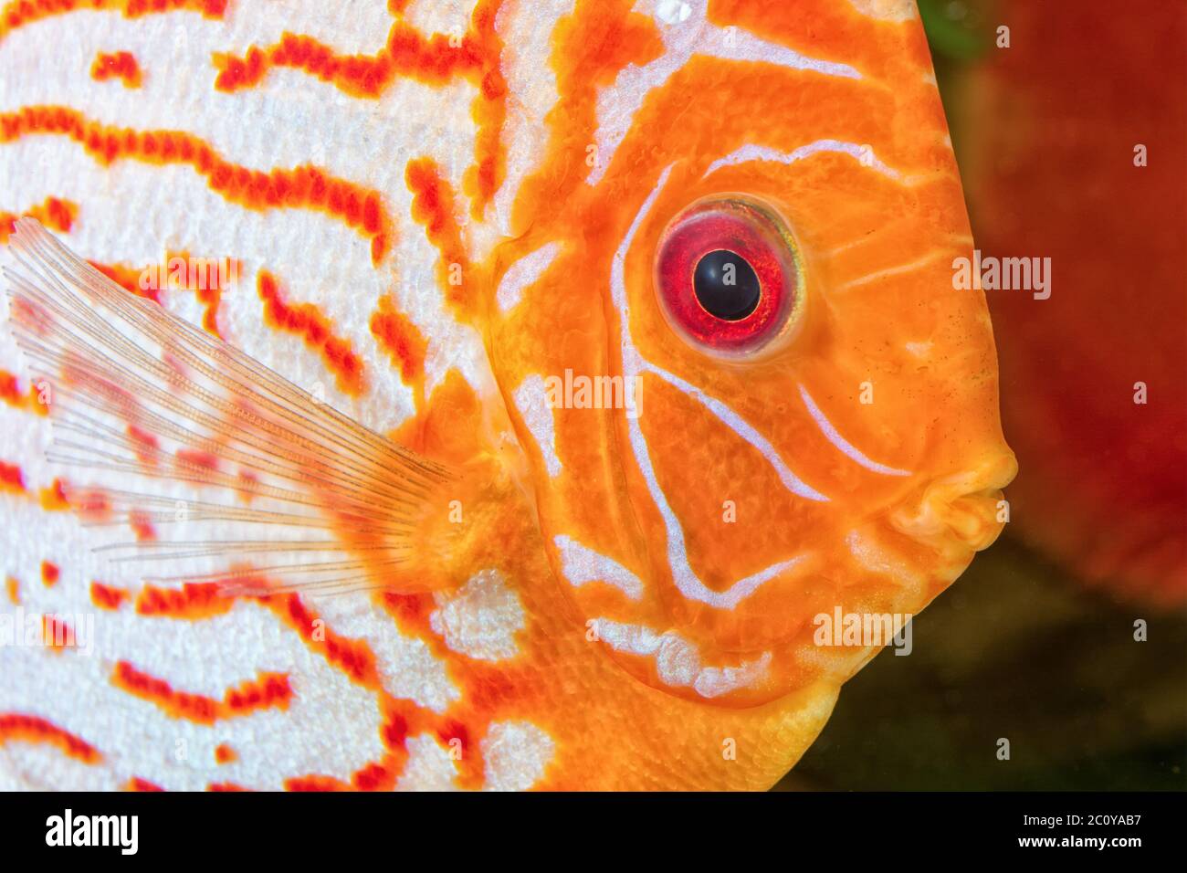 Diskus-Fisch-Porträt Stockfoto