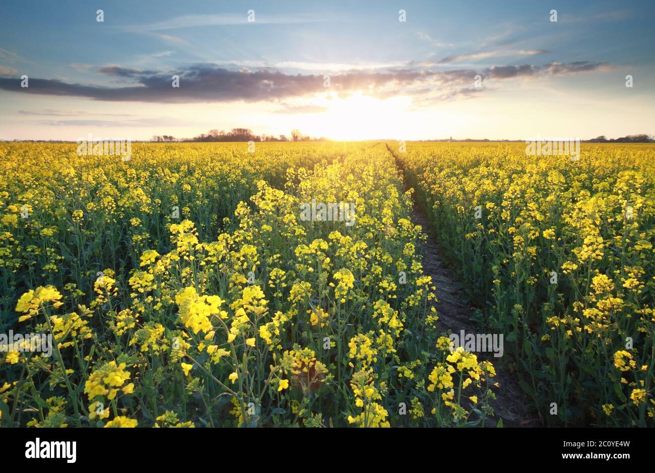 Sonnenschein über Rapsblütenfeld Stockfoto