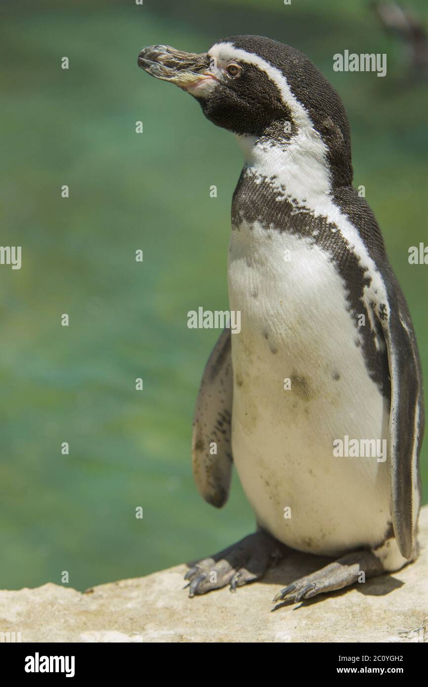 Vertikales Bild stehend Pinguins auf der Suche zur Seite Stockfoto
