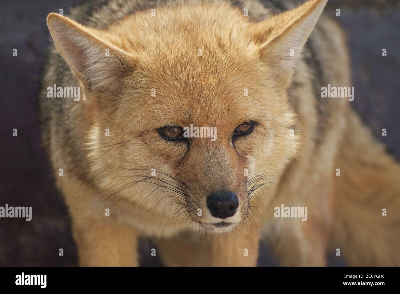 Nahaufnahme Porträt des stehenden Fuchs Blick zur Seite Stockfoto