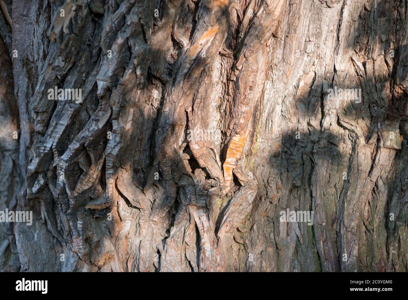 Alte Holz Baum Textur Hintergrundmuster. Horizontales Bild Stockfoto