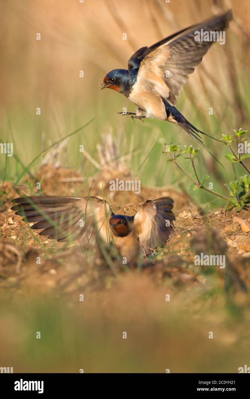 Scheune Swallow - Hirundo rustica, schöner beliebter Barschvogel aus Europa, Insel Pag, Kroatien. Stockfoto