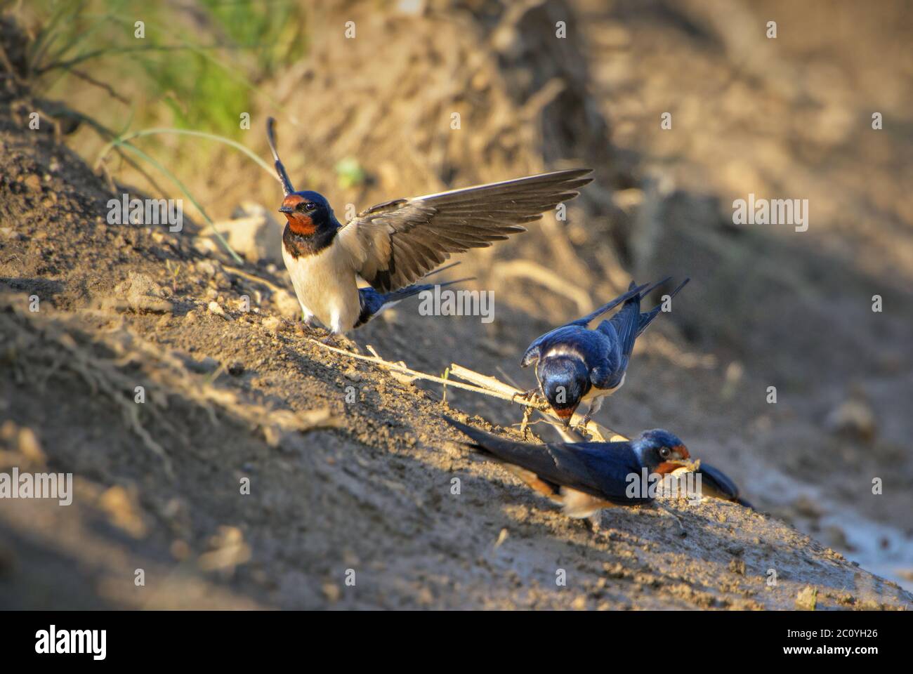 Scheune Swallow - Hirundo rustica, schöner beliebter Barschvogel aus Europa, Insel Pag, Kroatien. Stockfoto