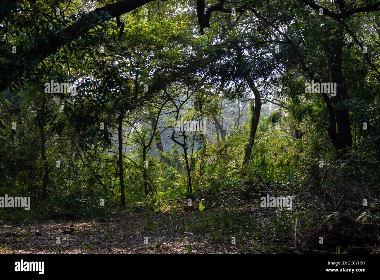 Grünanlage des Acharya Jagadish Chandra Bose Indian Botanic Garden of Shibpur, Howrah in der Nähe von Kalkutta. Stockfoto