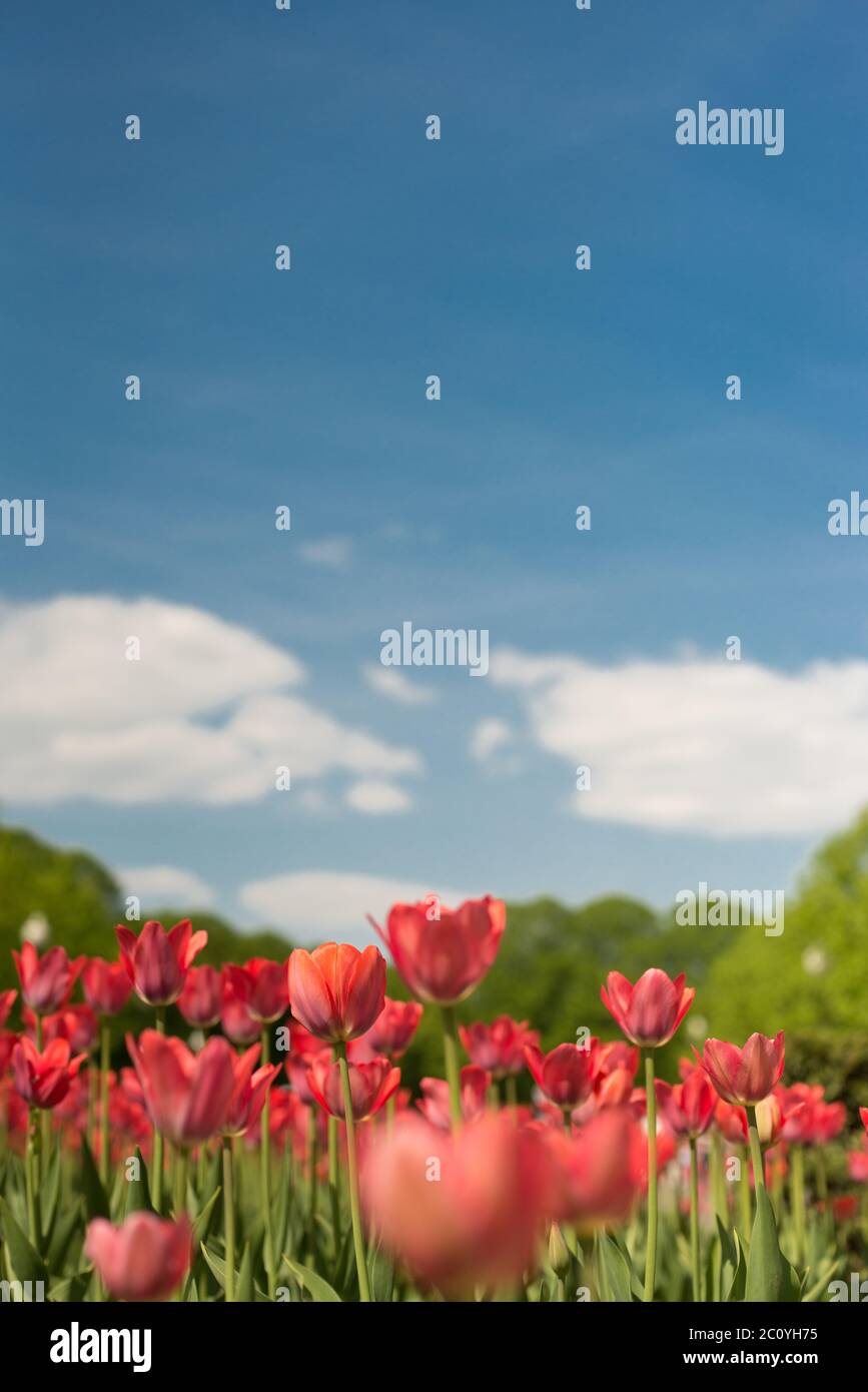 Gruppe von roten Tulpen in den Park gegen Wolken. Frühling der Hintergrund jedoch unscharf Postkarte. Exemplar Stockfoto