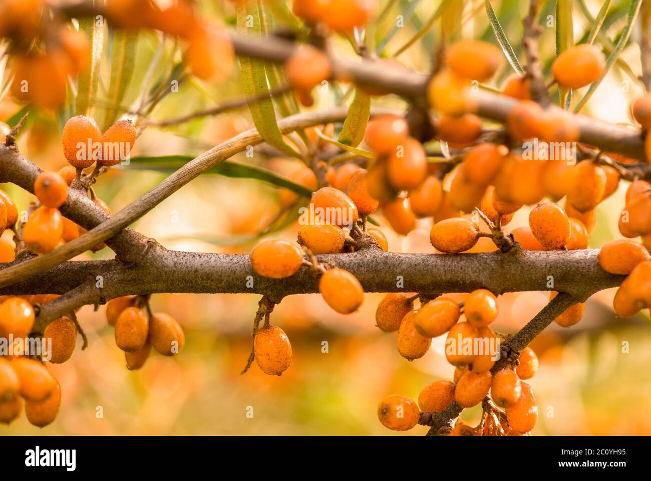 Zweig der frischen Sanddorn-Beeren Stockfoto