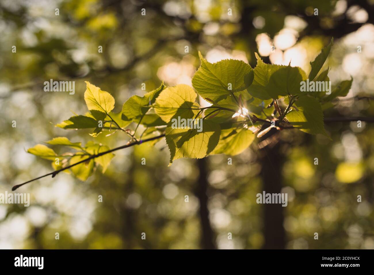 Blätter der Linde beleuchtet durch Sonne durch Sommer gründlich. Hintergrund Stockfoto