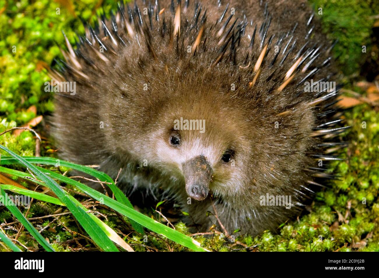 Die Kurzschnabelschnabelschnabelige Echidna ist in Australien endemisch. Stockfoto