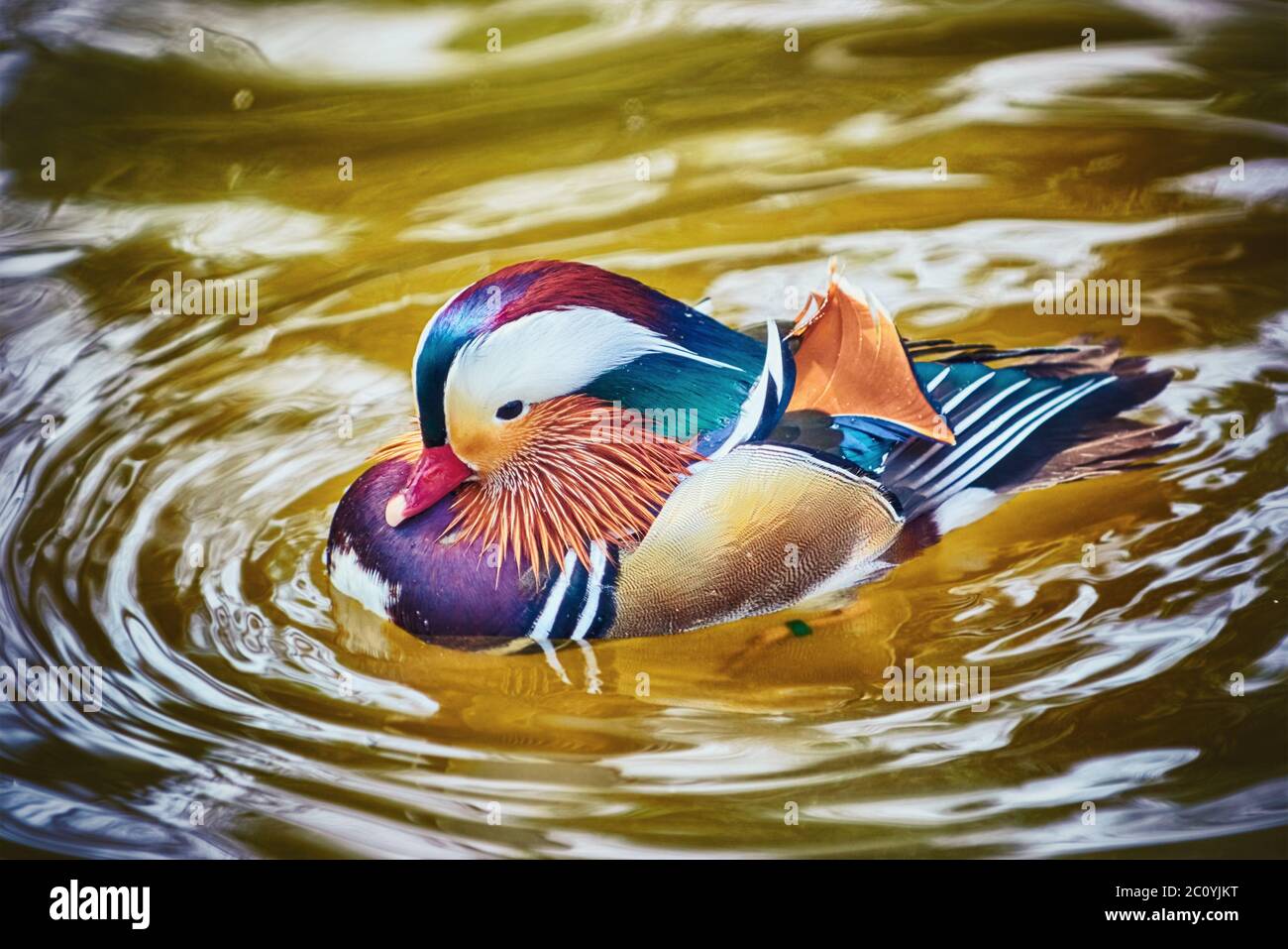 Mandarin Ente auf dem Wasser Stockfoto