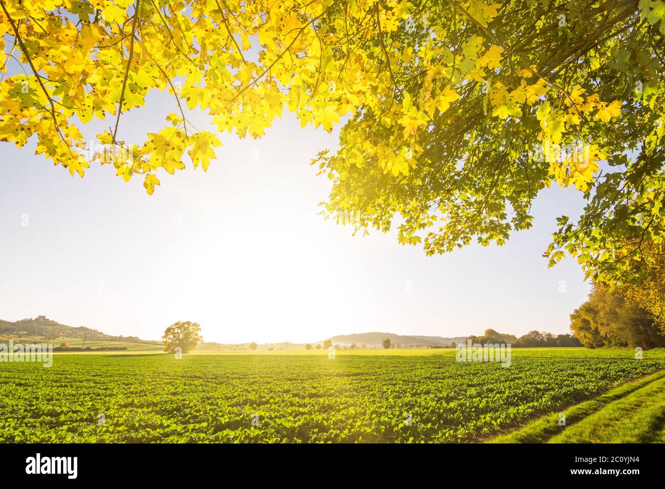Wunderschöne goldene Herbstlandschaft mit Ahornblättern und grünen Feldern Stockfoto