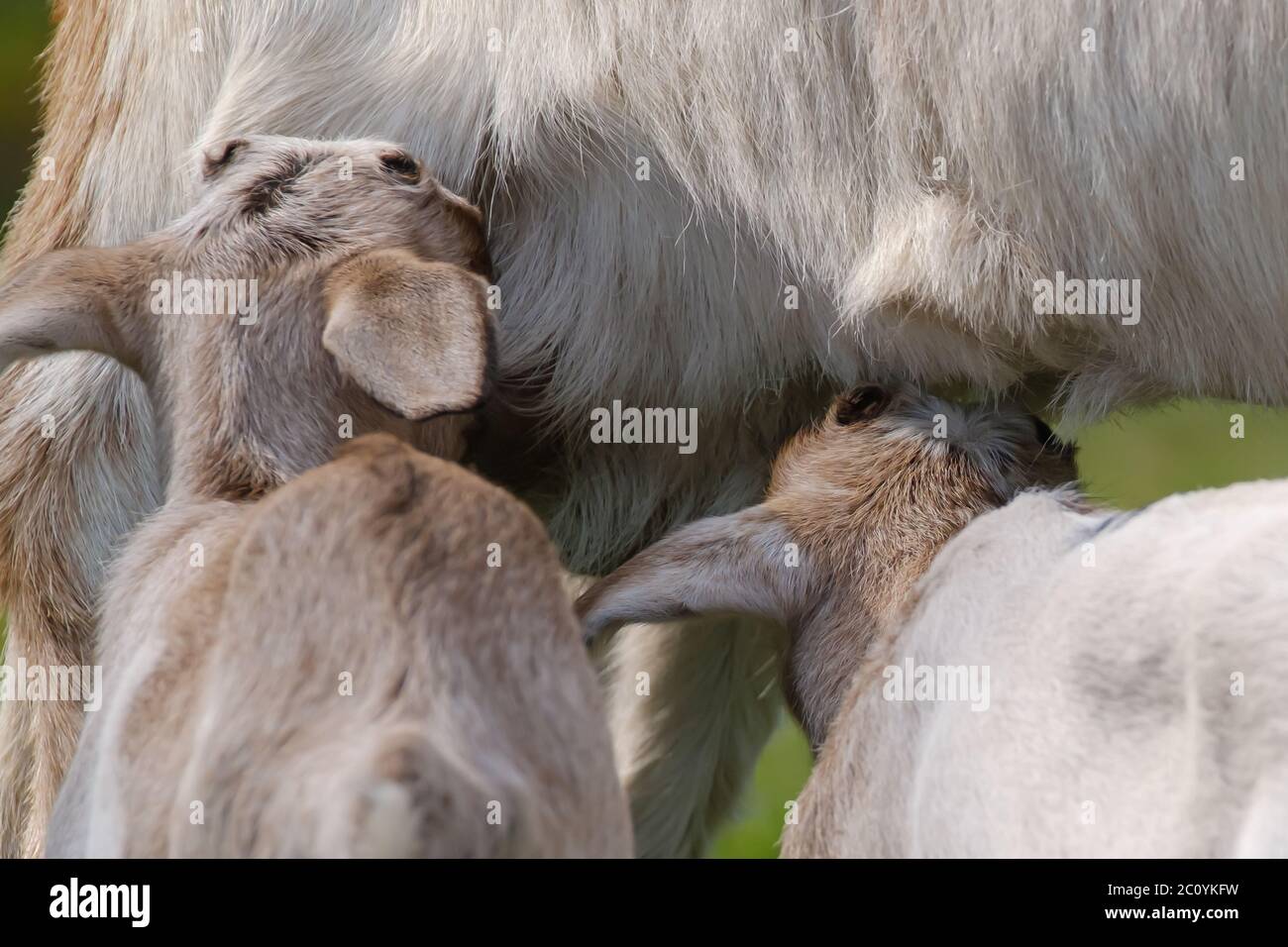 Ein paar Ziegenbabys, Ziegen trinken Milch von der Mutter im Frühling. Stockfoto