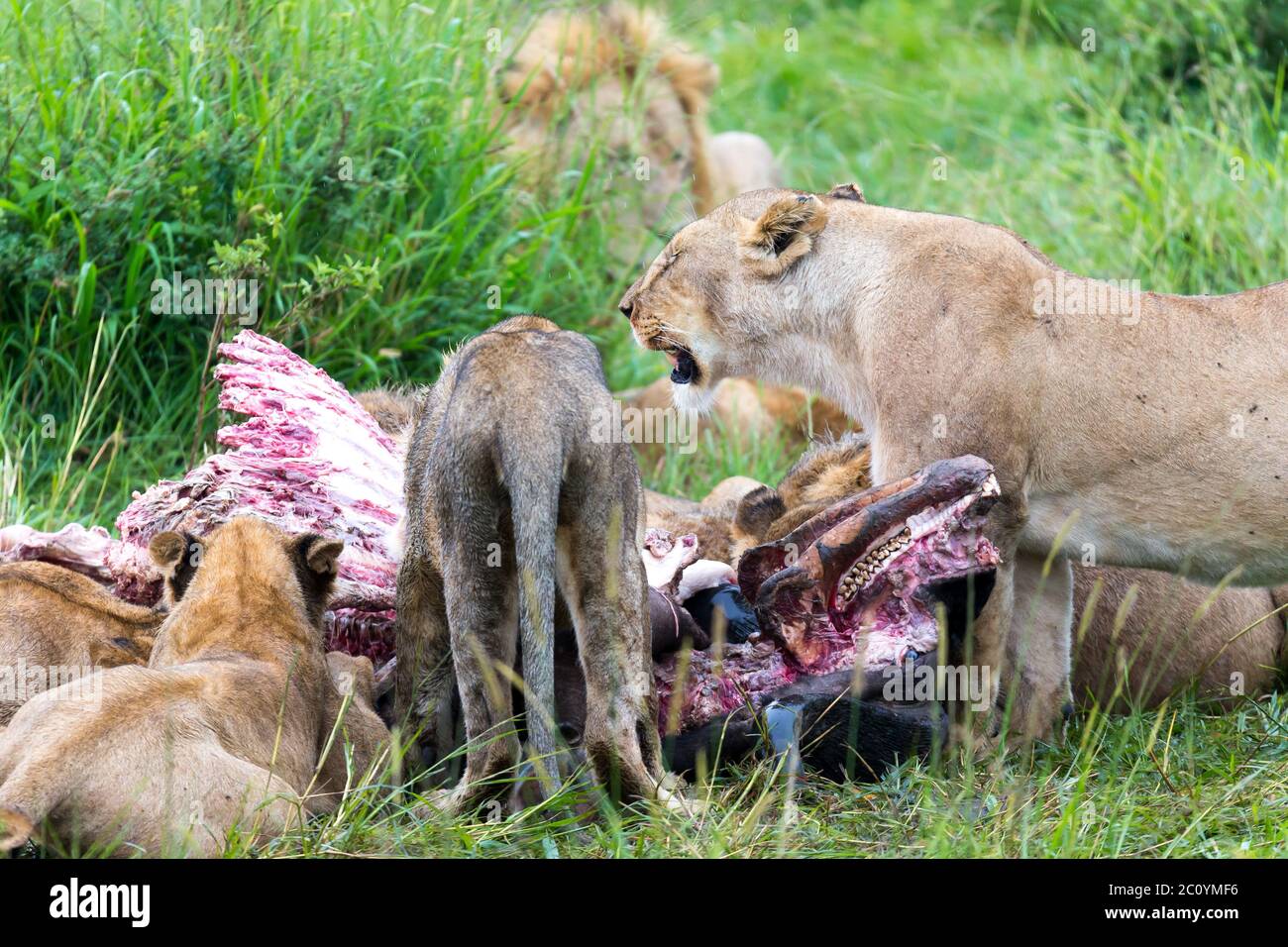 Die Löwenfamilie frisst einen Büffel zwischen hohem Gras Stockfoto