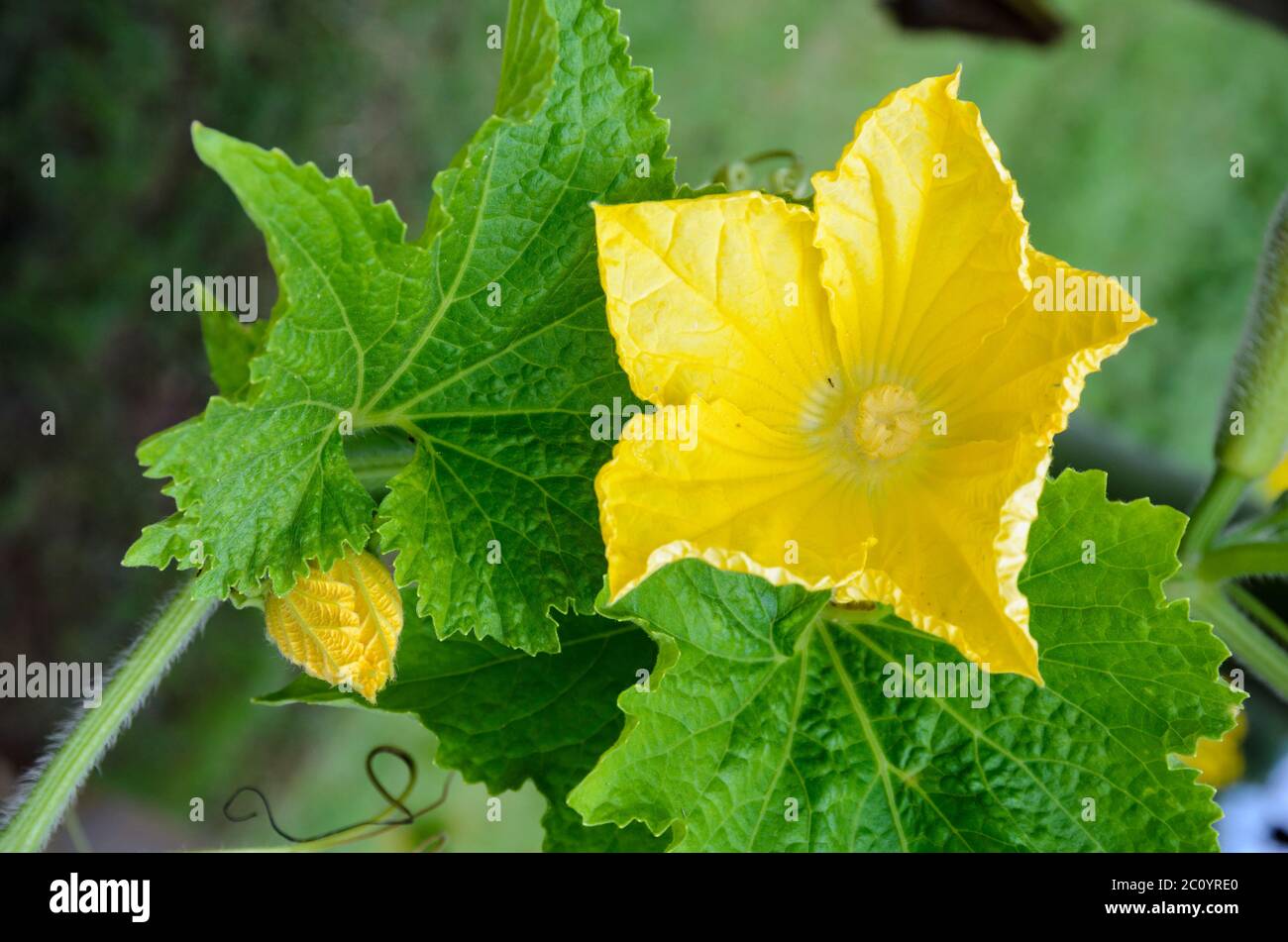 Gelbe Blüten einer pistillate Benincasa hispida Stockfoto