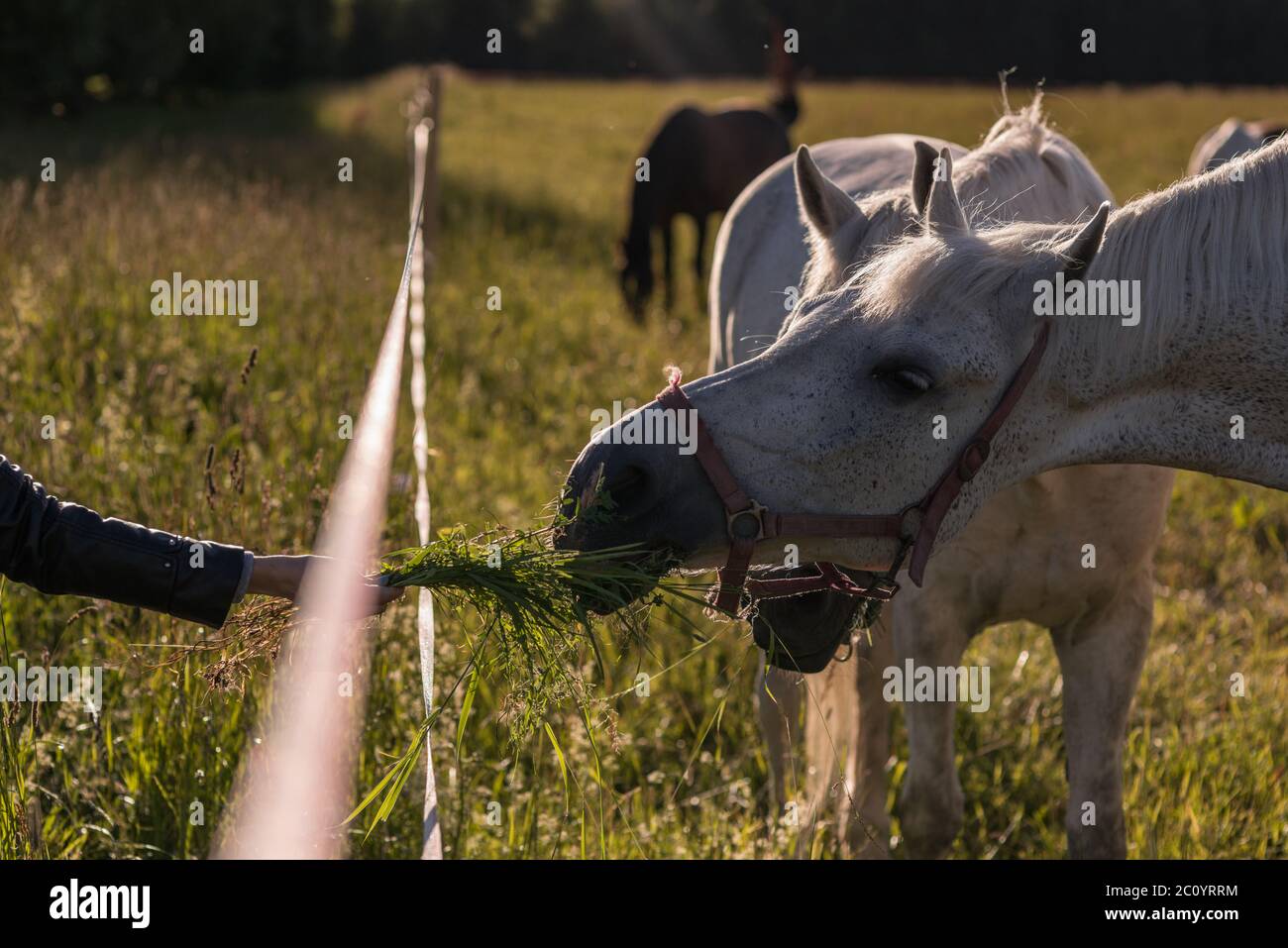 Mädchen Fütterung paar weiße Pferde grasen auf einer Koppel. Stockfoto