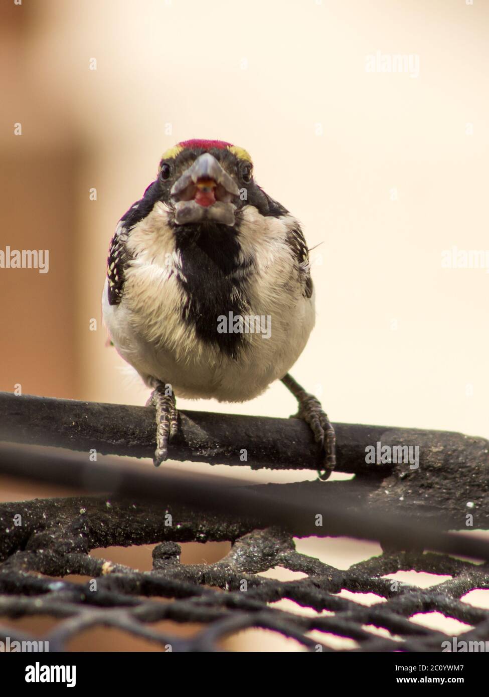 Ein Acacia Pied Barbet (Tricholaema Leucomelas) auf einem Braai (Grill) Grill im Campingplatz des Augrabies National Park, Südafrika Stockfoto