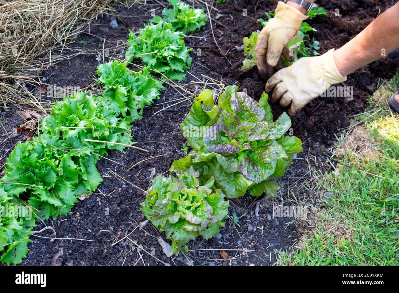 Mann, der Bracken-Kompost-Mulch auf einer Reihe von rotherzigen Salaten und knackigem Kopf ausstreut reine de glace-Salate im Bio-Garten Wales UK KATHY DEWITT Stockfoto