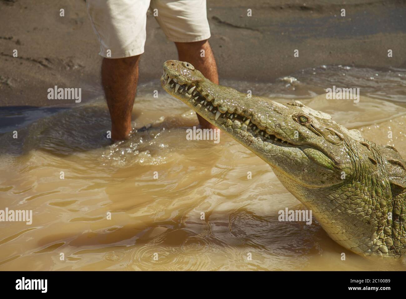 Detail von Krokodil mit menschlichen Beinen im Hintergrund Stockfoto