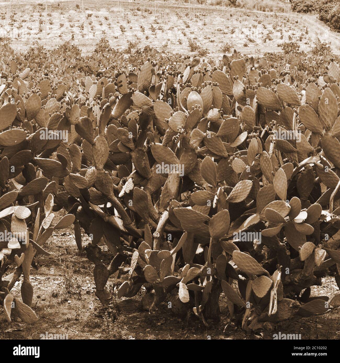 Plantage von Stachelpastei Stockfoto
